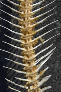 Fish Spine photographed on the Canadian side of Lake Champlain