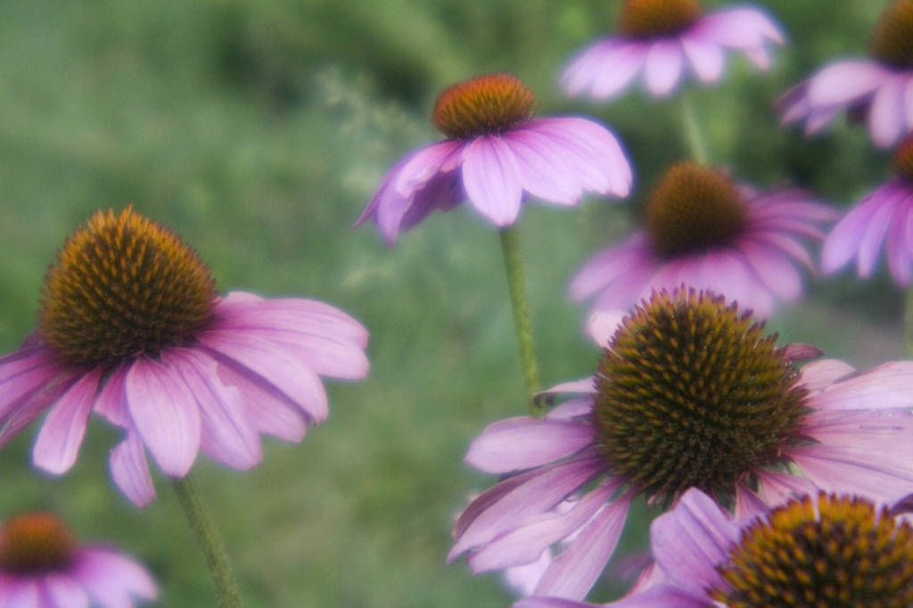 Echinacea Photographed with a Holga Lens