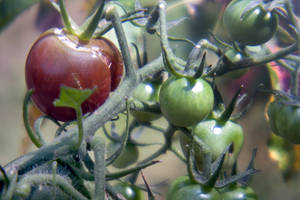 Tomato photographed with a Holga lens