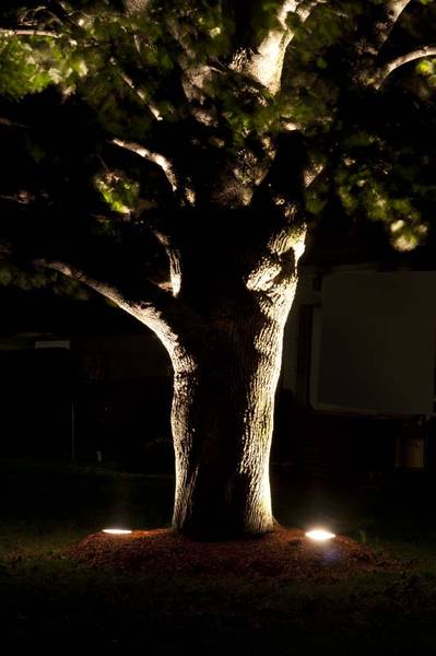 Night Photograph of a Tree