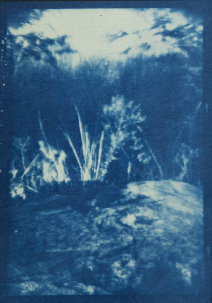 Brush, Canarsssie Park, Brooklyn