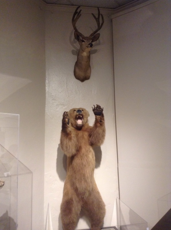 A fierce grizzly bear an mounted deer head at Roger Williams Natural History Museum